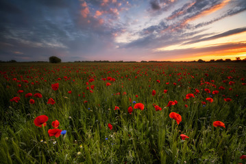 Amazing view of a spring poppy field at sunrise
