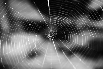 Closeup black and white photo of spider web