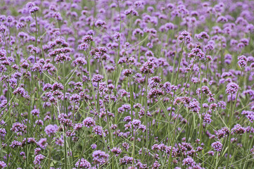 Obraz premium Blooming Verbena garden