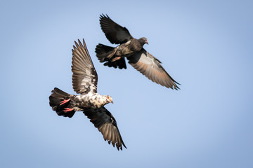 The pigeons.