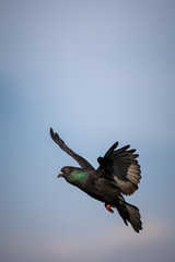 The pigeon.