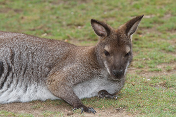 Young female red kangaroo close up on a background of grass
