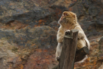 male Wild Barbary Macaque monkey sits on a log close-up
