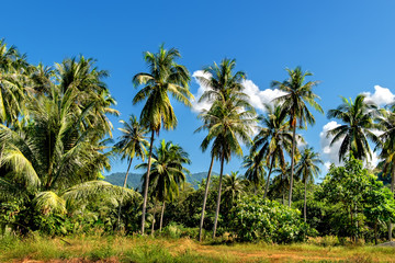 Fototapeta na wymiar The palm trees under the blue sky at Chang island, Thailand