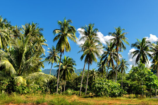 The palm trees under the blue sky at Chang island, Thailand