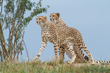 two wild cheetah on a background of blue sky closeup
