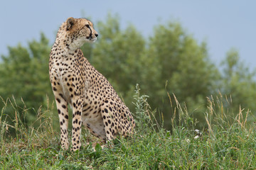 Wild african cheetah portrait, beautiful mammal animal
