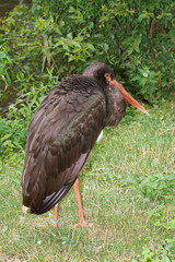 black stork close up on a background of green grass.
