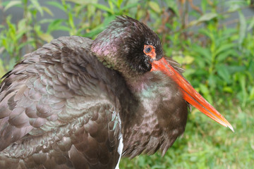 black stork on a background of green grass.

