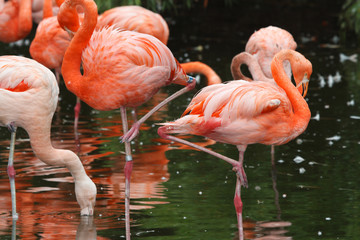 Beautiful pink flamingos on the lake closeup
