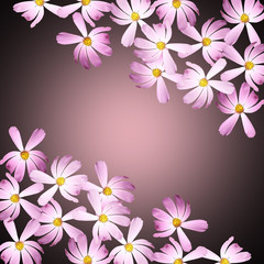 Beautiful summer background of delicate pink flowers 