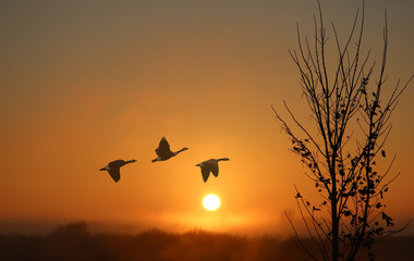 Fototapeta na wymiar Birds at sunrise or sunset nature concept