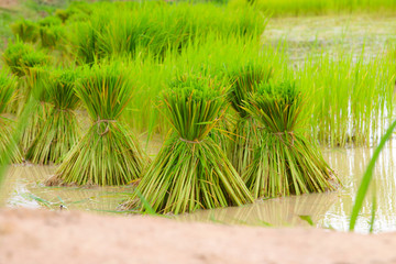 rice seedling in rice paddy Farming