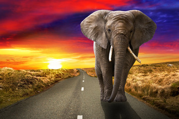 Fototapeta na wymiar Elephant walking on the road at sunset