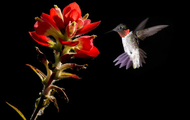 Hummingbird with Tropical Flower on Black Background