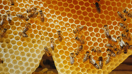 Many bees on honeycomb with honey