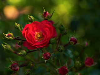 Obraz premium The rose Bush