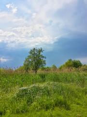 Alone tree, green reed and stormy cloudy sky/Alone tree, green reed and stormy cloudy sky
