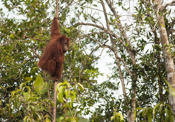 Big red male orangutan eating bannana in Tanjung Puting national park © jmcurto