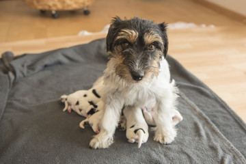 glückliche Hündin säugt ihre Welpen im Wohnzimmer - Jack Russell 