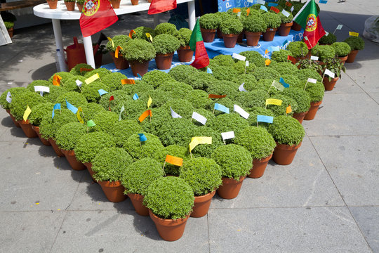 Basil