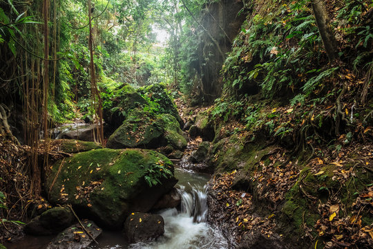 Small river in stones of tropical jungle forest at the Sacred Monkey  Sanctuary, Ubud, Bali, Indonesia
