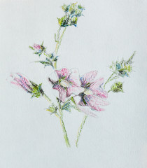 Drawing oil pastel flower of meadow.