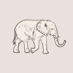Big elephant in profile walking.
