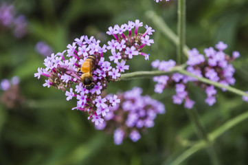 Obraz premium Close up Bee on Blooming Verbena garden
