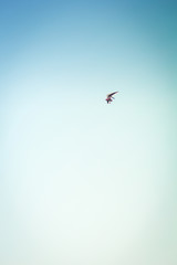 Paragliders flying with paramotor