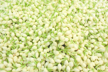 JASMINE
Tiny light jasmine with green bud.