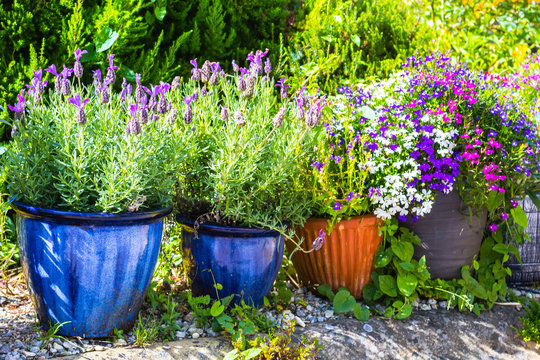 Fototapeta Beautiful colorful potted lavender plants and shrubs in the summer garden