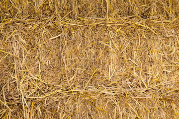 Piles of straw, detail of piled straw for animal feed