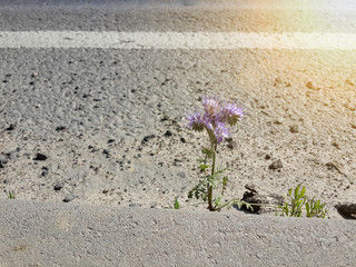 Beautiful purple burdock and asphalt road/Beautiful purple burdock and asphalt road
