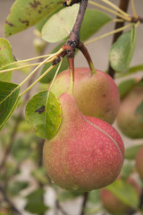 Two pears on tree