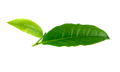 Obraz premium Green tea leaves on white background