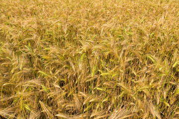 Fototapeta premium Field with harvest rye.