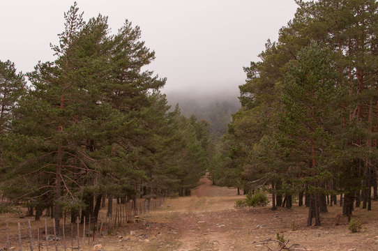 Forest with low clouds