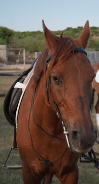 Horse looking at the camera