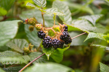Blackberry branch close up
