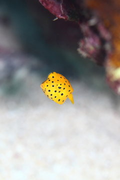 16 件の最適な ミナミハコフグの幼魚 画像 ストック写真 ベクター Adobe Stock 16 件の最適な ミナミハコフグの幼魚 画像 ストック写真 ベクター Adobe Stock