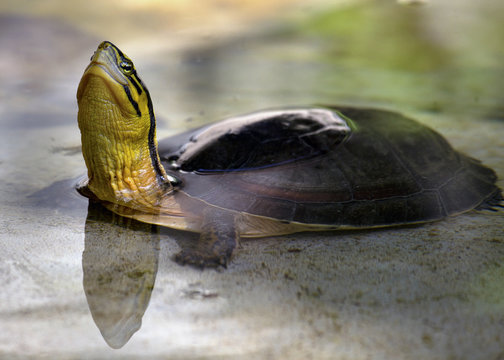 Red Eared Terrapin - Trachemys scripta elegans, turtle, Japanese turtle