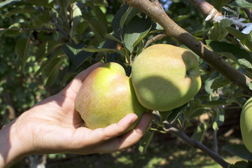 Immature green apples on tree