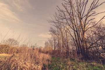 Trees without leaves in the fall