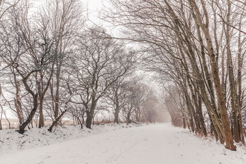 Fototapeta premium Nature path covered with snow