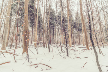 Forest in Denmark with snow