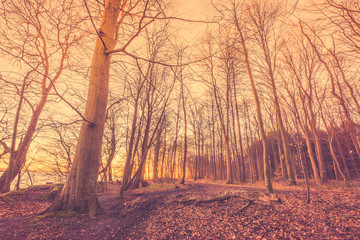 Forest with bare trees in the morning