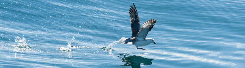 Panorama of a fishing seagull © Polarpx
