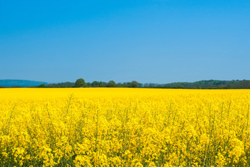 Landscape with a rapeseed field