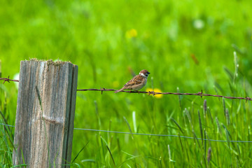 House sparrow on barb wire